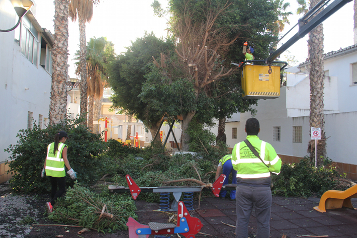 El Ayuntamiento Almuñécar acomete la limpieza de palmeras washingtonias
